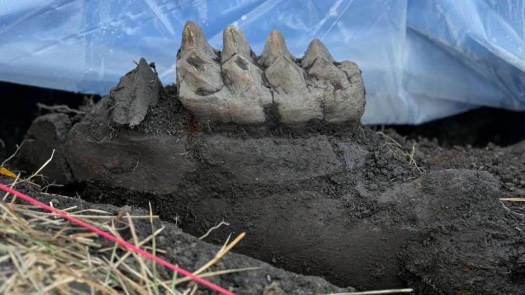 Mastodon Jaw Unearthed in New York Backyard Unveils History