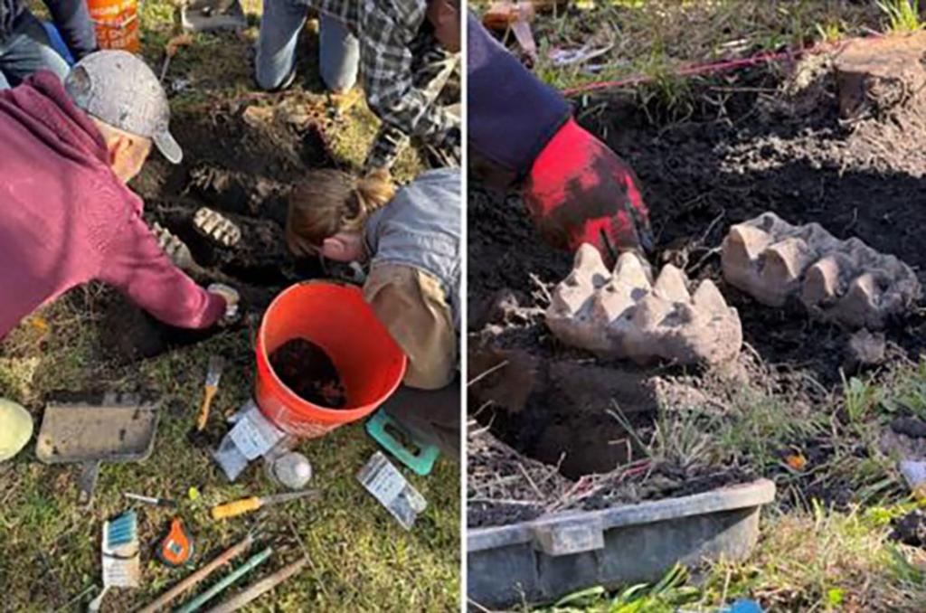 Mastodon jaw unearthed in New York backyard