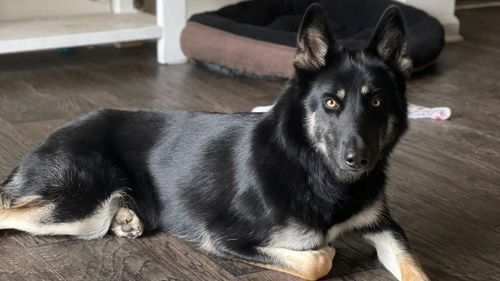 Athena, the German Shepherd-Husky mix, happily returning home